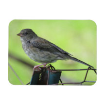 Vrouw House Sparrow Magnet