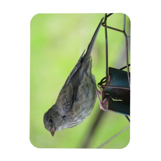Vrouw House Sparrow Magnet Magneet (Verticaal)
