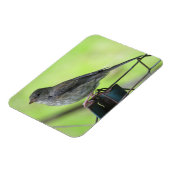 Vrouw House Sparrow Magnet Magneet (Linkerzijde)