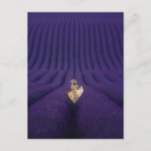 Vrouw in lavendelveld