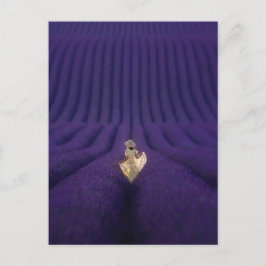 Vrouw in lavendelveld briefkaart