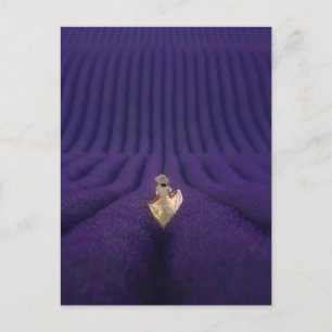 Vrouw in lavendelveld briefkaart