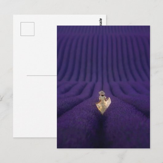 Vrouw in lavendelveld briefkaart (Voorkant / Achterkant)