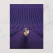 Vrouw in lavendelveld briefkaart (Voorkant)