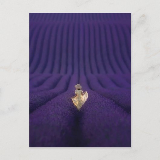 Vrouw in lavendelveld briefkaart (Voorkant)