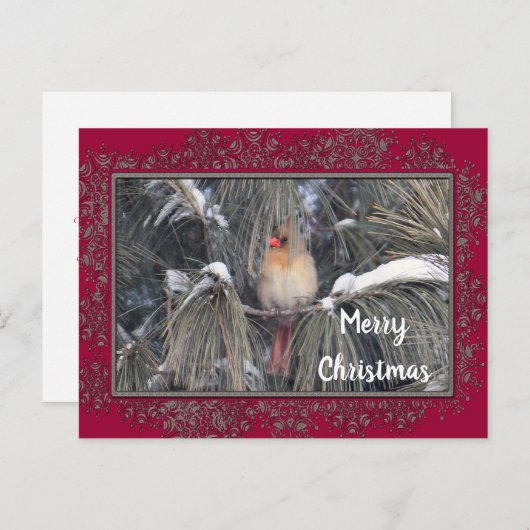 Vrouw kardinaal 3225 Sneeuwpine Lijst Briefkaart (Voorkant / Achterkant)