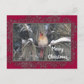 Vrouw kardinaal 3225 Sneeuwpine Lijst Briefkaart (Voorkant)