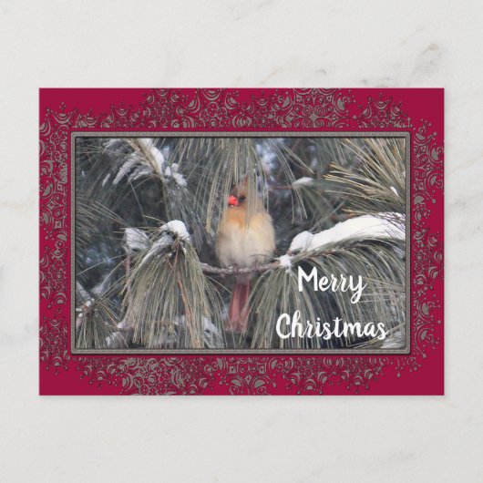 Vrouw kardinaal 3225 Sneeuwpine Lijst Briefkaart (Voorkant)