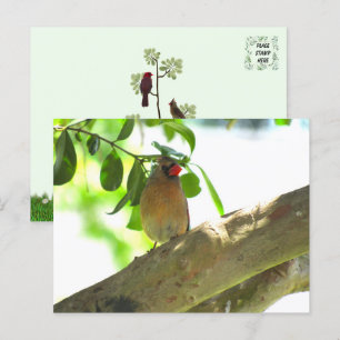 Vrouw kardinaal achtertuin vogel briefkaart