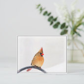 Vrouw kardinaal briefkaart (Staand voorkant)