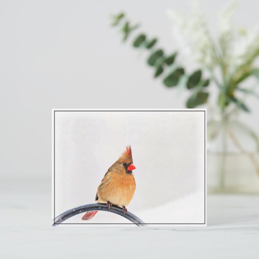 Vrouw kardinaal briefkaart (Staand voorkant)