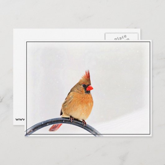 Vrouw kardinaal briefkaart (Voorkant / Achterkant)