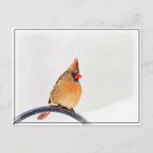 Vrouw kardinaal briefkaart (Voorkant)