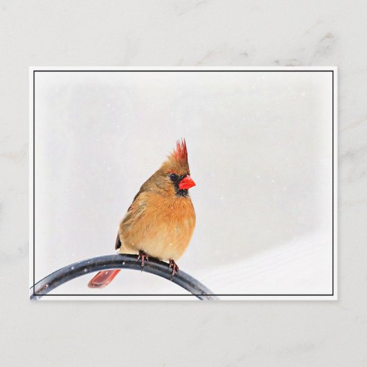 Vrouw kardinaal briefkaart (Voorkant)