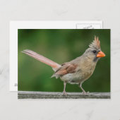 Vrouw kardinaal Briefkaart (Voorkant / Achterkant)