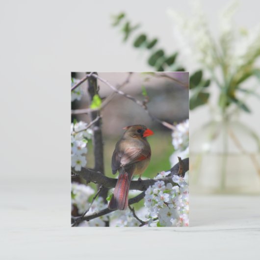 Vrouw kardinaal Briefkaart (Staand voorkant)