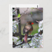 Vrouw kardinaal Briefkaart (Voorkant / Achterkant)