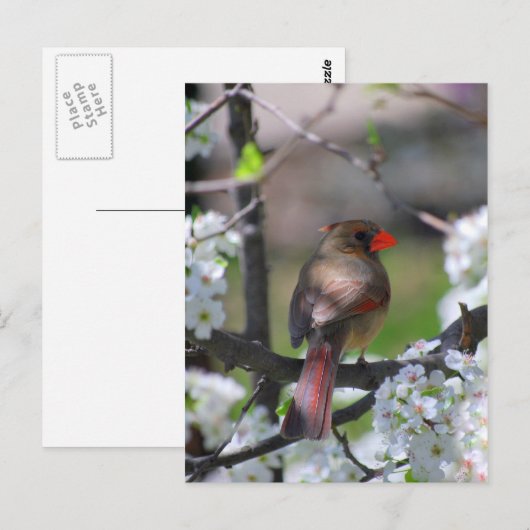 Vrouw kardinaal Briefkaart (Voorkant / Achterkant)