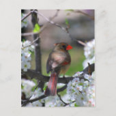 Vrouw kardinaal Briefkaart (Voorkant)