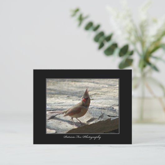 Vrouw kardinaal - Briefkaart (Staand voorkant)