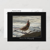 Vrouw kardinaal - Briefkaart (Voorkant / Achterkant)