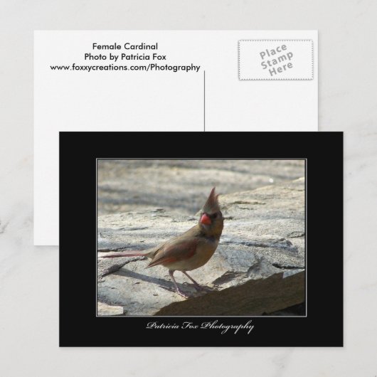 Vrouw kardinaal - Briefkaart (Voorkant / Achterkant)