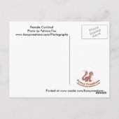 Vrouw kardinaal - Briefkaart (Achterkant)