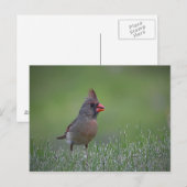 Vrouw kardinaal Briefkaart (Voorkant / Achterkant)