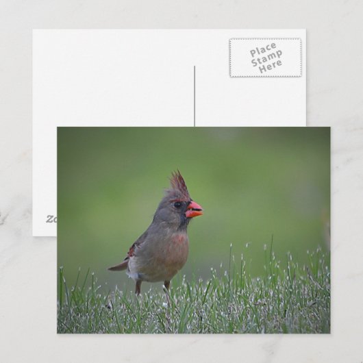 Vrouw kardinaal Briefkaart (Voorkant / Achterkant)