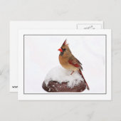 Vrouw kardinaal briefkaart (Voorkant / Achterkant)