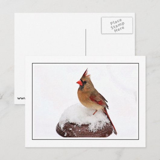 Vrouw kardinaal briefkaart (Voorkant / Achterkant)