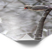 Vrouw kardinaal foto afdruk (Hoek)