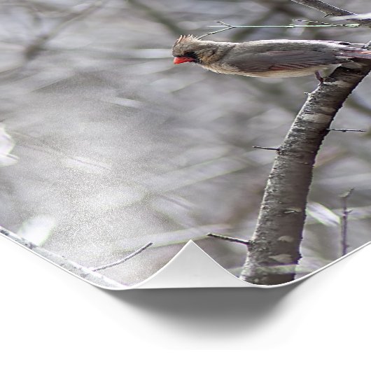 Vrouw kardinaal foto afdruk (Hoek)