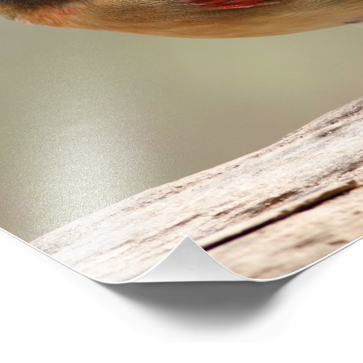 Vrouw kardinaal foto afdruk (Hoek)