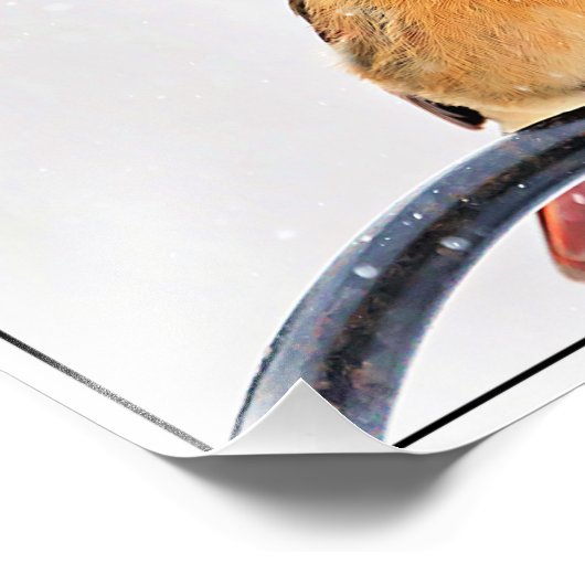 Vrouw kardinaal foto afdruk (Hoek)