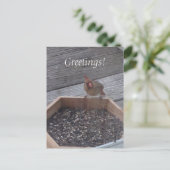 Vrouw Kardinaal Foto bij Feeder Briefkaarten (Staand voorkant)