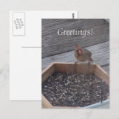 Vrouw Kardinaal Foto bij Feeder Briefkaarten (Voorkant / Achterkant)