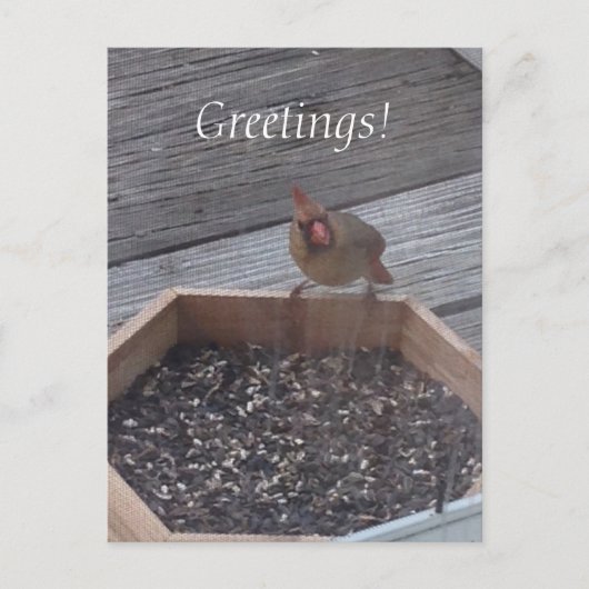 Vrouw Kardinaal Foto bij Feeder Briefkaarten (Voorkant)