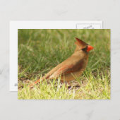 Vrouw Kardinaal Foto Briefkaart (Voorkant / Achterkant)