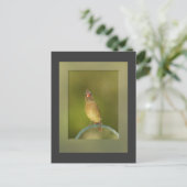 Vrouw Kardinaal Foto Briefkaart (Staand voorkant)