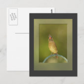 Vrouw Kardinaal Foto Briefkaart (Voorkant / Achterkant)
