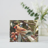 Vrouw Kardinaal Foto Briefkaart (Staand voorkant)