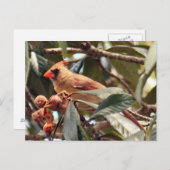 Vrouw Kardinaal Foto Briefkaart (Voorkant / Achterkant)