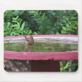 Vrouw Kardinaal in Birdbath Muismat