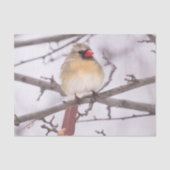 Vrouw kardinaal in de winter tissuepapier (Voorkant)