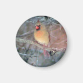 Vrouw kardinaal magneet (Voorkant)