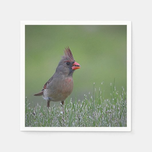 Vrouw Kardinaal Napkin Servetten (Voorkant)