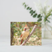 Vrouw kardinaal op bijkantoor briefkaart (Staand voorkant)