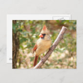 Vrouw kardinaal op bijkantoor briefkaart (Voorkant / Achterkant)