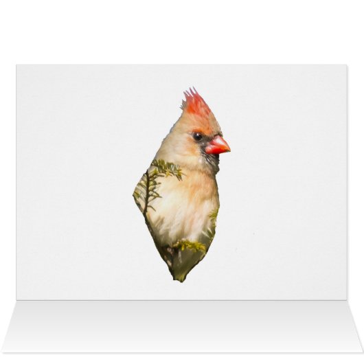 Vrouw kardinaal op Evergreen (Binnen Horizontaal (Boven))